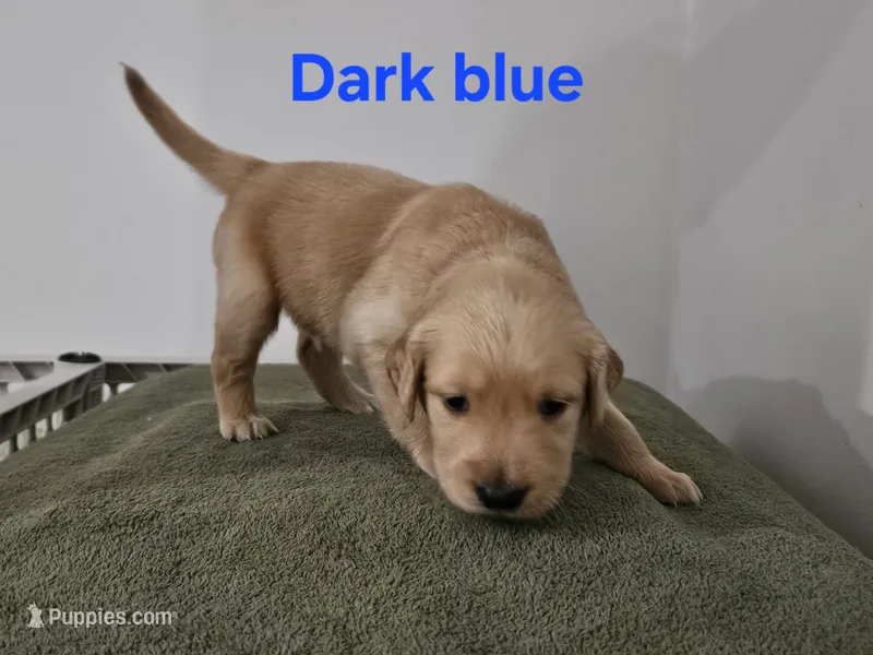 Dark blue collar – Golden Retriever puppy for sale in Kalamazoo, MI