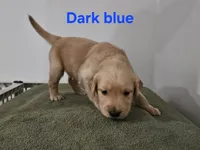 Dark blue collar, a male Golden Retriever for sale in Kalamazoo, MI – 1 of 6