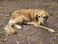Black collar, a female Golden Retriever for sale in Kalamazoo, MI – 5 of 6