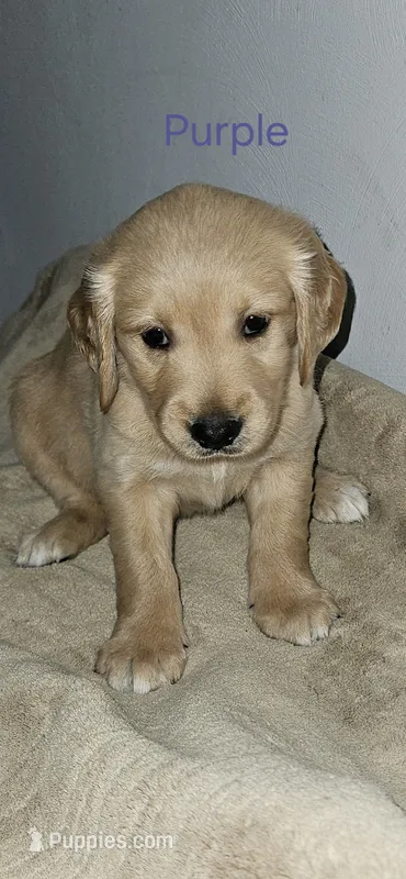 Purple collar – Golden Retriever puppy for sale in Kalamazoo, MI