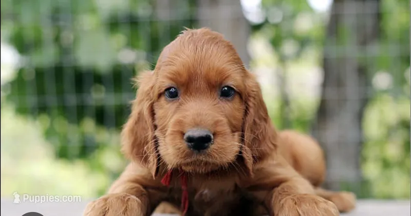 Girl 1  – Irish Setter puppy for sale in Yelm, WA