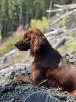 Boy, a male Irish Setter for sale in Yelm, WA – 3 of 3