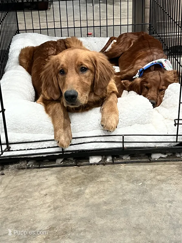 Cedar – Golden Retriever puppy for sale in Yelm, WA