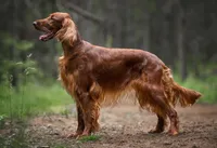 Boy, a male Irish Setter for sale in Yelm, WA – 2 of 3