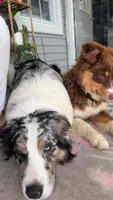 Nutella , a female Miniature Australian Shepherd for sale in South Bend, IN – Photo 7 of 8