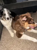 Nutella , a female Miniature Australian Shepherd for sale in South Bend, IN – Photo 6 of 8