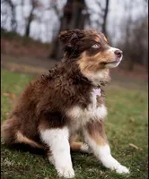 Nutella , a female Miniature Australian Shepherd for sale in South Bend, IN – Photo 2 of 8