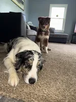 Nutella , a female Miniature Australian Shepherd for sale in South Bend, IN – Photo 4 of 8