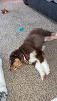 Nutella , a female Miniature Australian Shepherd for sale in South Bend, IN – Photo 8 of 8