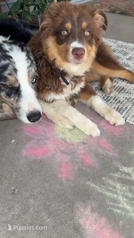 Nutella  – Miniature Australian Shepherd puppy for sale in South Bend, IN