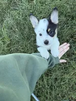 Casper, a male Pembroke Welsh Corgi for sale in Roanoke Rapids, NC – 3 of 5