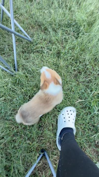 Penny, a female Pembroke Welsh Corgi for sale in Roanoke Rapids, NC – 4 of 4