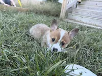 Penny, a female Pembroke Welsh Corgi for sale in Roanoke Rapids, NC – 2 of 4