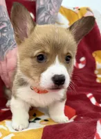 Finn, a male Pembroke Welsh Corgi for sale in Greensboro, NC – Photo 3 of 5