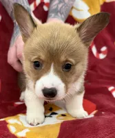 Finn, a male Pembroke Welsh Corgi for sale in Greensboro, NC – Photo 1 of 5