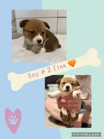 Finn, a male Pembroke Welsh Corgi for sale in Greensboro, NC – Photo 4 of 5