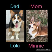 Finn, a male Pembroke Welsh Corgi for sale in Greensboro, NC – Photo 5 of 5