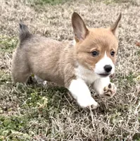 Finn, a male Pembroke Welsh Corgi for sale in Roanoke Rapids, NC – Photo 4 of 6