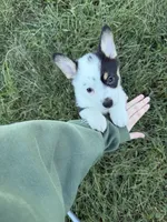 Casper, a male Pembroke Welsh Corgi for sale in Roanoke Rapids, NC – 4 of 5