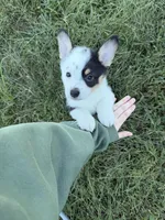 Casper, a male Pembroke Welsh Corgi for sale in Roanoke Rapids, NC – 2 of 5