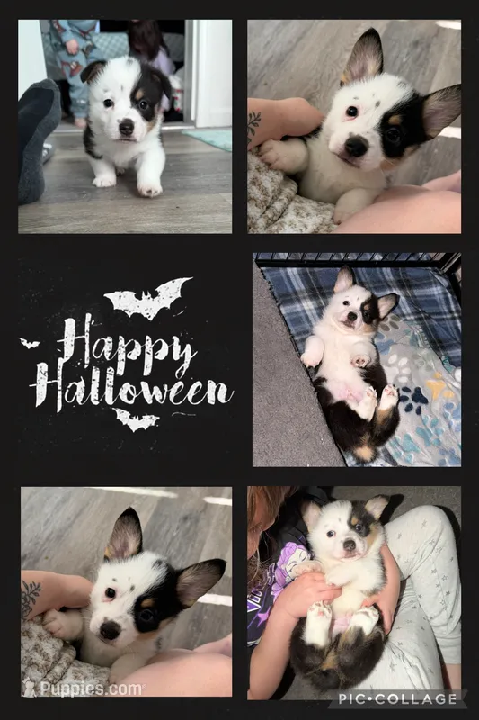 Casper – Pembroke Welsh Corgi puppy for sale in Roanoke Rapids, NC