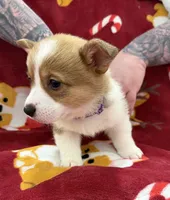 Moana, a female Pembroke Welsh Corgi for sale in Greensboro, NC – Photo 3 of 7