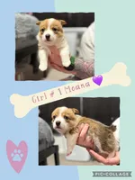 Moana, a female Pembroke Welsh Corgi for sale in Greensboro, NC – Photo 6 of 7
