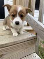 Moana, a female Pembroke Welsh Corgi for sale in Greensboro, NC – Photo 5 of 7