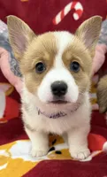 Moana, a female Pembroke Welsh Corgi for sale in Greensboro, NC – Photo 2 of 7