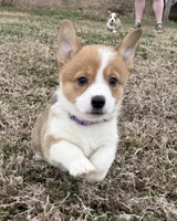 Moana, a female Pembroke Welsh Corgi for sale in Greensboro, NC – Photo 4 of 7