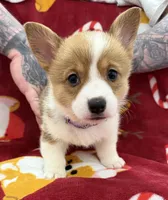 Moana, a female Pembroke Welsh Corgi for sale in Greensboro, NC – Photo 1 of 7