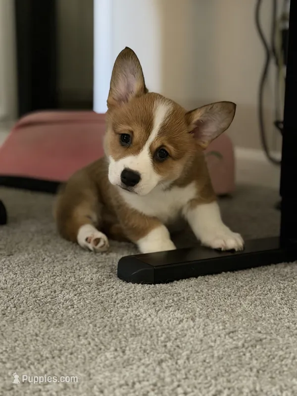 Penny – Pembroke Welsh Corgi puppy for sale in Roanoke Rapids, NC