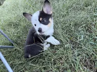 Casper, a male Pembroke Welsh Corgi for sale in Roanoke Rapids, NC – 5 of 5