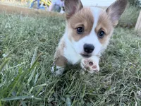 Penny, a female Pembroke Welsh Corgi for sale in Roanoke Rapids, NC – 3 of 4