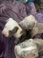 fat boy , a male Bullmastiff for sale in Yuba City, CA – Photo 3 of 10