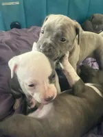 fat boy , a male Bullmastiff for sale in Yuba City, CA – Photo 4 of 10