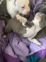 fat boy , a male Bullmastiff for sale in Yuba City, CA – Photo 2 of 10