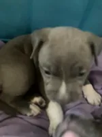 fat boy , a male Bullmastiff for sale in Yuba City, CA – Photo 9 of 10