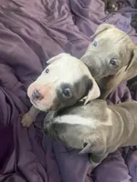 fat boy , a male Bullmastiff for sale in Yuba City, CA – Photo 5 of 10