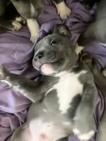 fat boy , a male Bullmastiff for sale in Yuba City, CA – Photo 10 of 10