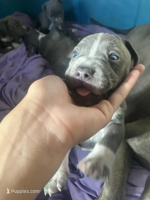 fat boy  – Bullmastiff puppy for sale in Yuba City, CA