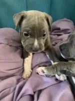 fat boy , a male Bullmastiff for sale in Yuba City, CA – Photo 7 of 10