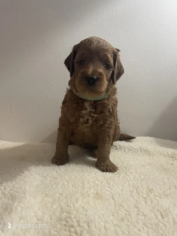 Pumpkin – Goldendoodle puppy for sale in Davidsonville, MD