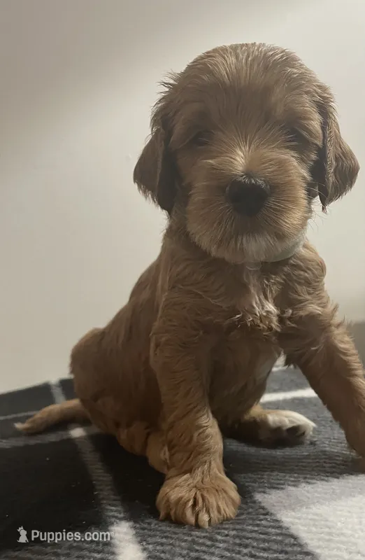 Tank – Goldendoodle puppy for sale in Davidsonville, MD