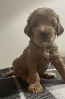 Tank, a male Goldendoodle for sale in Davidsonville, MD – 1 of 2