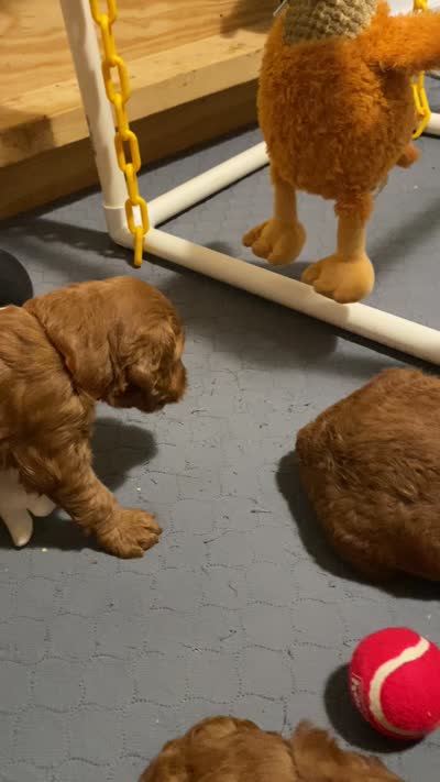 Tank, a male Goldendoodle for sale in Davidsonville, MD – 2 of 2