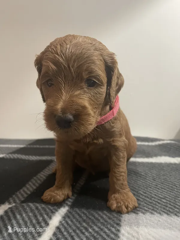 Little Lady – Goldendoodle puppy for sale in Davidsonville, MD