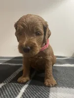 Little Lady, a female Goldendoodle for sale in Davidsonville, MD – 1 of 1