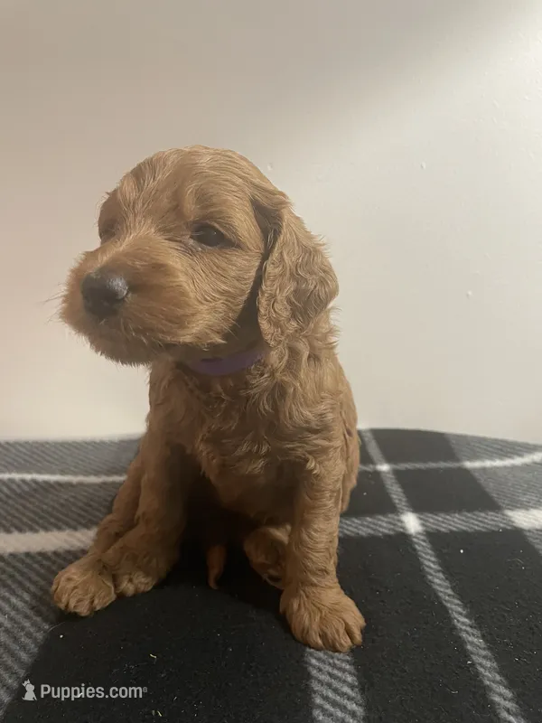 Brownie – Goldendoodle puppy for sale in Davidsonville, MD