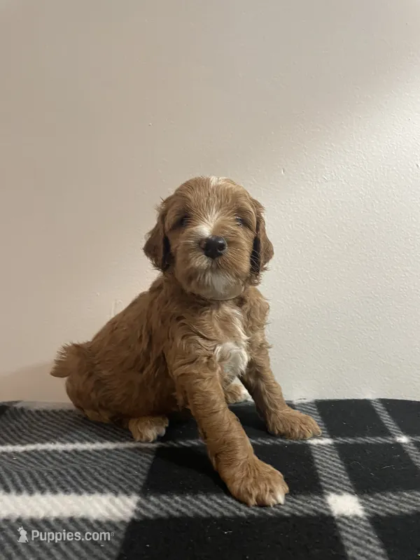 Arrowhead  – Goldendoodle puppy for sale in Davidsonville, MD